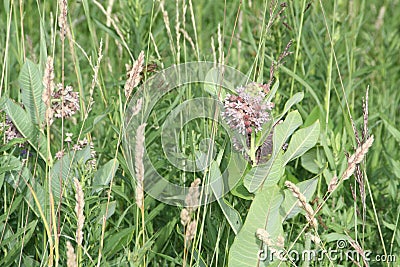 Milkweed flower Asclepias syriaca Stock Photo