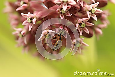 Milkweed flower and insect Stock Photo