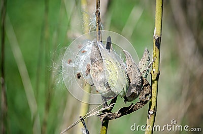 Milkweed, food for butterflies Stock Photo