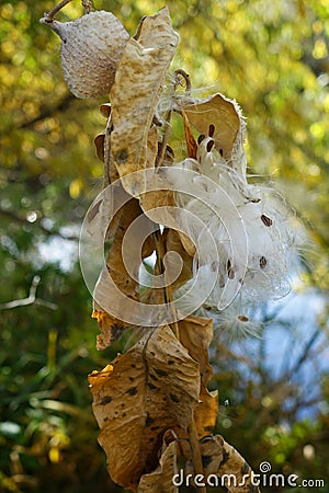 Milkweed Gone to Seed Stock Photo