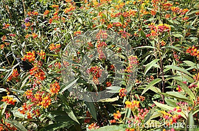 Milkweed plants Stock Photo