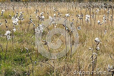 Milkweed pods releasing its seeds on an autumn meadow Stock Photo