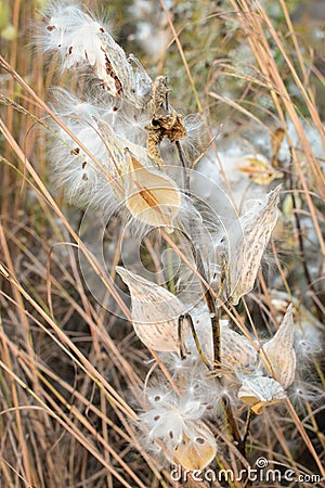 Milkweed Seed Blowing in Wind Stock Photo