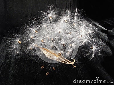 Milkweed Seed Explosion, Asclepias family Stock Photo