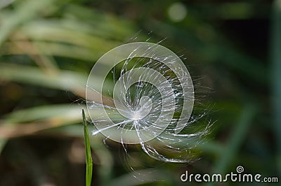 Milkweed seed hanging on to a blade of grass, image of resilience, tenacity, `hanging on by a thread` Stock Photo