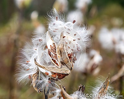 Milkweed seedpod bursting in the wind Stock Photo