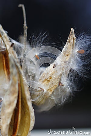 Milkweed Seeds Coming out in Autumn Stock Photo