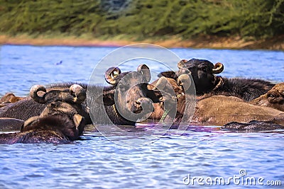 milky Buffalo group,Indian buffalo or domestic Asian water buffalo in ground at water lake,The water buffalo Stock Photo