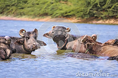 milky Buffalo group,Indian buffalo or domestic Asian water buffalo in ground at water lake,The water buffalo Stock Photo