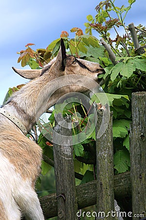 Milky goat gnaw leaves Stock Photo