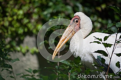 Milky Stork Stock Photo