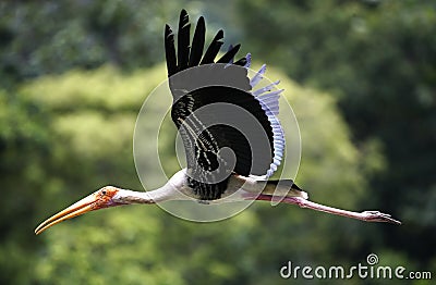 A milky stork flying in a zoo area in Kuala Lumpur Stock Photo