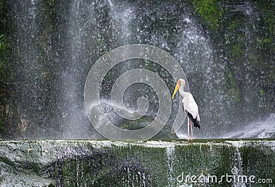 Milky stork in front of a waterfall Stock Photo