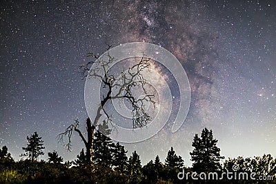 Milky way above pine trees and a dead tree silhouette Stock Photo