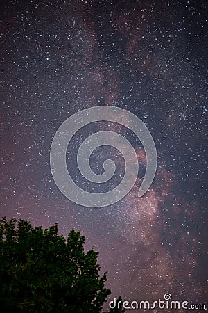 The milky way galaxy observed from a wild and dark place. Night details with the sky full of stars and silhouettes of trees Stock Photo