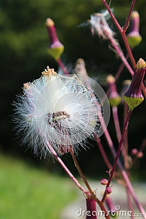 Milky white seed pod open and ready to disperse Stock Photo