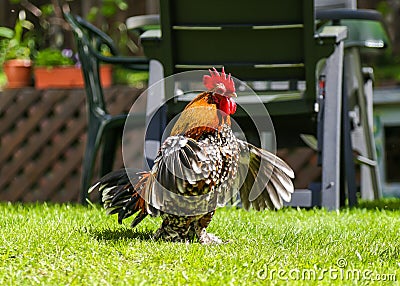 Millefleur rooster with open wings in the garden Stock Photo