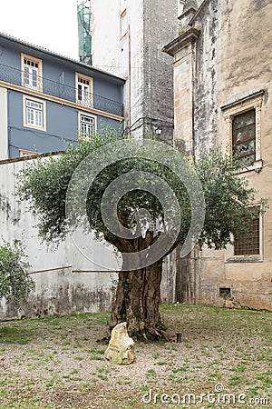 Millenary Olive Tree, Coimbra, Portugal Stock Photo