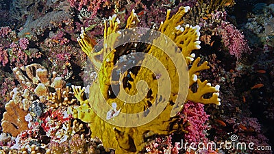 Millepora dichotoma Stock Photo