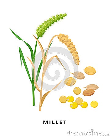 Millet cereal grass and grains - vector botanical illustration in flat design isolated on white background. Proso millet Vector Illustration