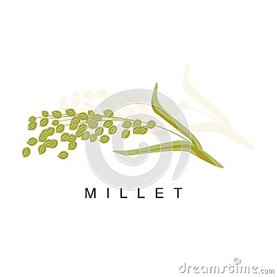 Millet Ear, Infographic Illustration With Realistic Cereal Crop Plant And Its Name Vector Illustration