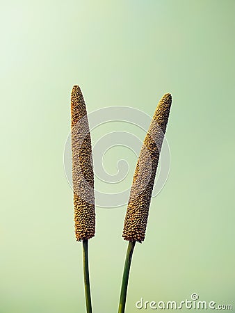 Millet ears on the haze background Stock Photo