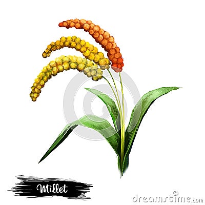 Millet plant isolated on white background digital art illustration. Herb with seeds and green leaves, natural corn, vegan agronomy Cartoon Illustration