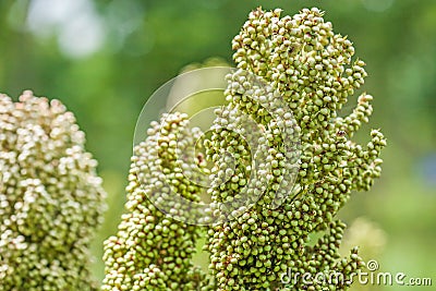 Millet or Sorghum field in morning light, organic farm in Thailand. Agriculture, farming. Summer season. Close. Green backgrounds Stock Photo