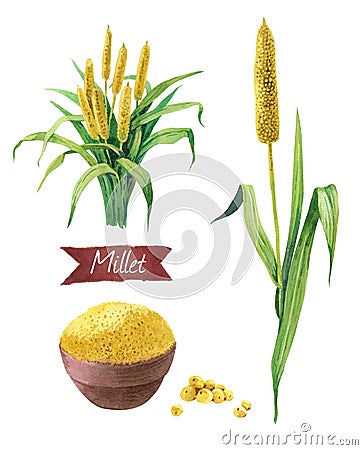 Millet watercolor illustration set Cartoon Illustration