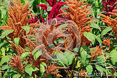 Millets are a group of highly variable small-seeded grasses Stock Photo