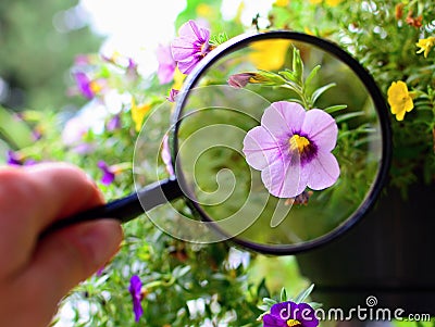 Million Bells under magnifying glass Stock Photo