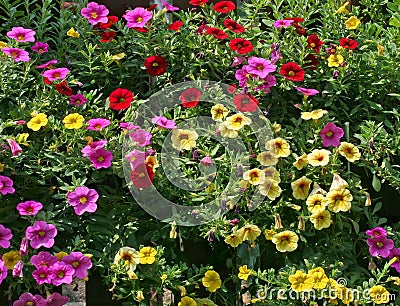 Million Bells variegated petunias mix. Stock Photo