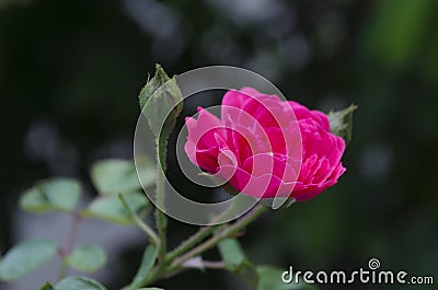 Millionaire roses and sprout growing and blooming in garde Stock Photo