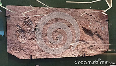 Millions Years Fossil Stone Rock US Ornithischian Dinosaur Footprints Editorial Stock Photo