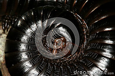 Millipede Stock Photo