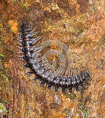 Millipede Stock Photo