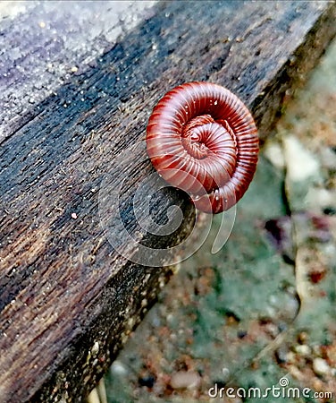 millipede Arthropoda Animalia Stock Photo