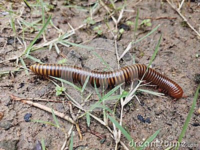 A Millipede Crawling on the Ground in the Grass Stock Photo