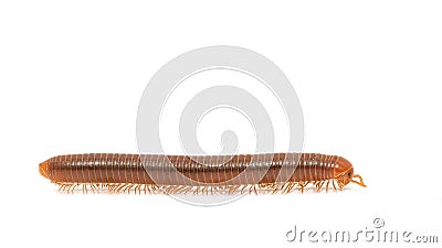 Millipede isolated on white background Stock Photo
