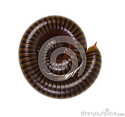 Millipede Stock Photo