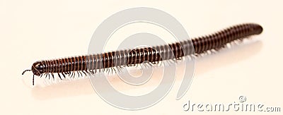 Millipede isolated on white, walking Stock Photo