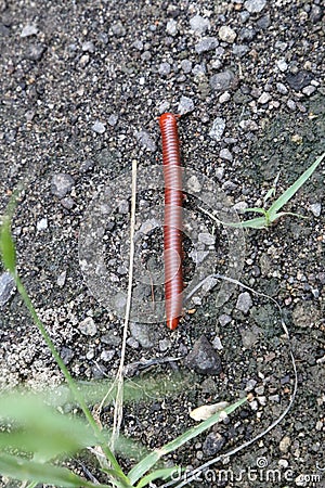 Millipede Stock Photo