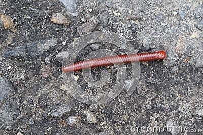 Millipede Stock Photo