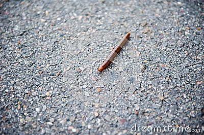 Millipede Stock Photo