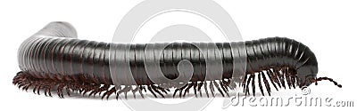 Millipede, Myriapoda, Spirostreptus giganteus Stock Photo