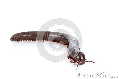 Millipede, Myriapoda on white Stock Photo