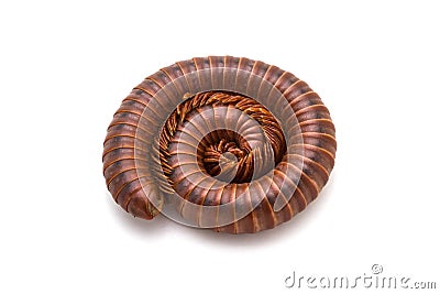Millipede in spiral form. Stock Photo