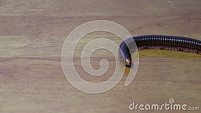 Millipede Walking On The Wooden Floor Stock Video Video Of Life