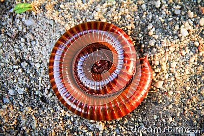 Millipedes curl up on the sand Stock Photo