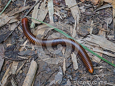 Millipedes on the floor in the forest Stock Photo